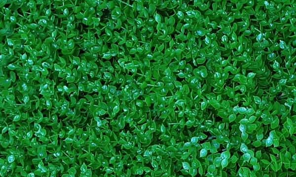 تصویر 2 از فروش گرین وال شمشادی + قیمت خرید به صرفه